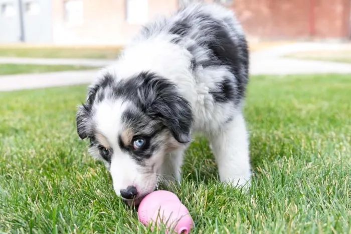 Kong Puppy Small