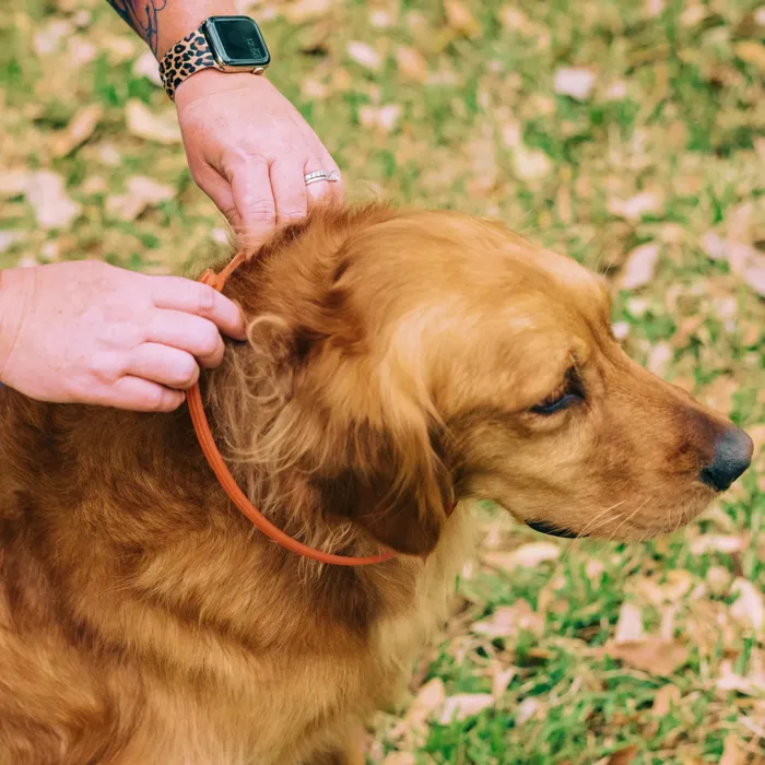 Wondercide Flea Tick Collar For Dogs Peppermint