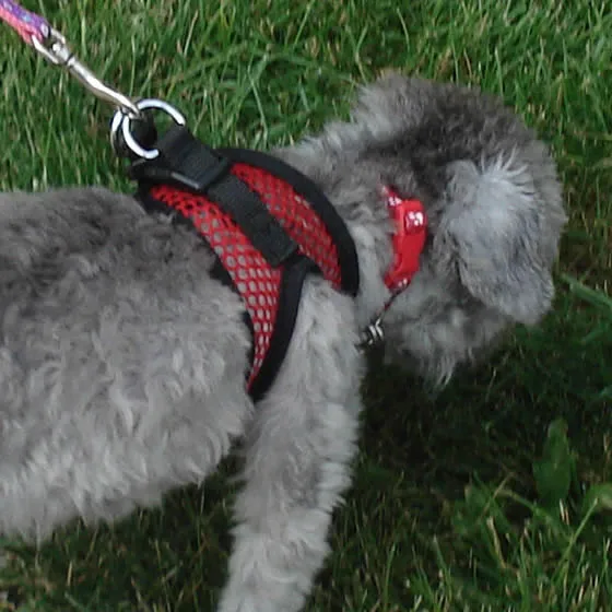 Bark Appeal EZ Wrap red net harness, top view