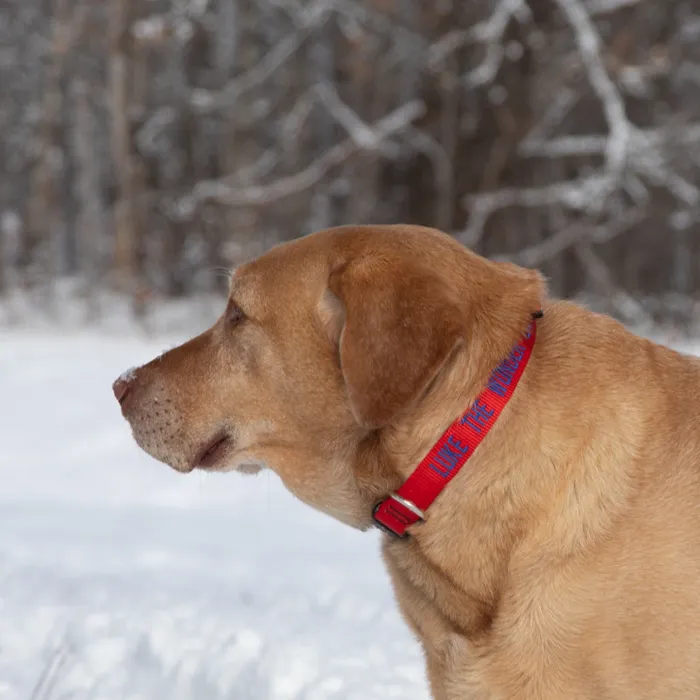 Lupine Basic Solids red dog collar lifestyle