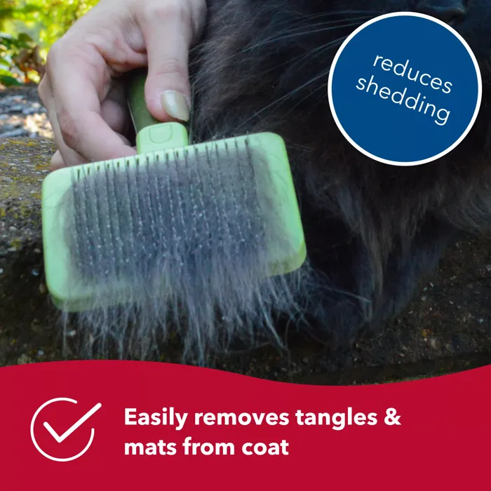Safari cat slicker brush reducing shedding lifestyle