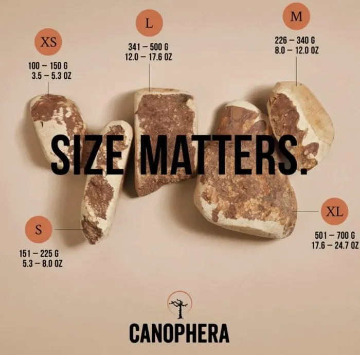 Canophera Briar Wood S